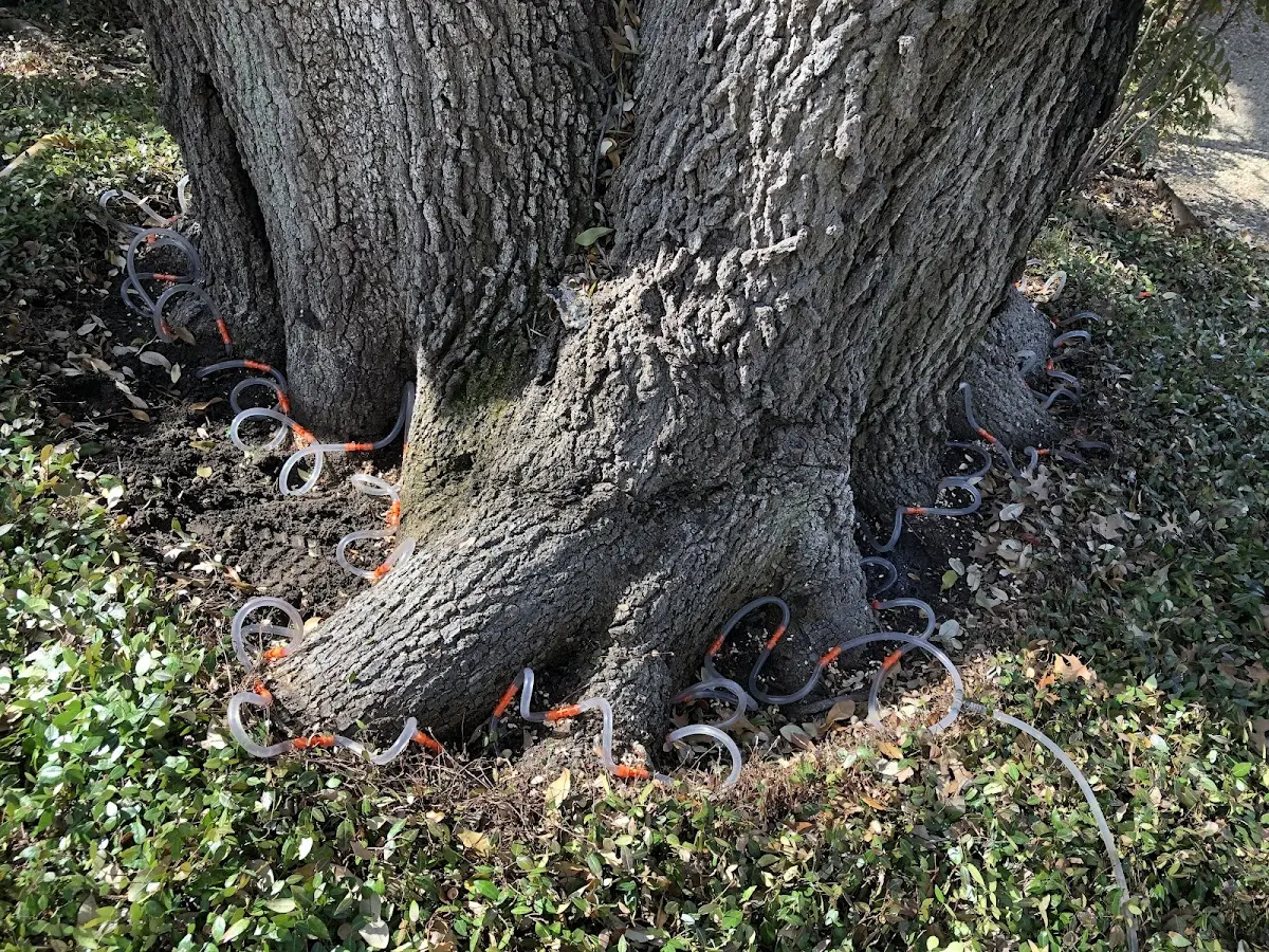Detailed Tree Cabling and Bracing job site in Thatcher