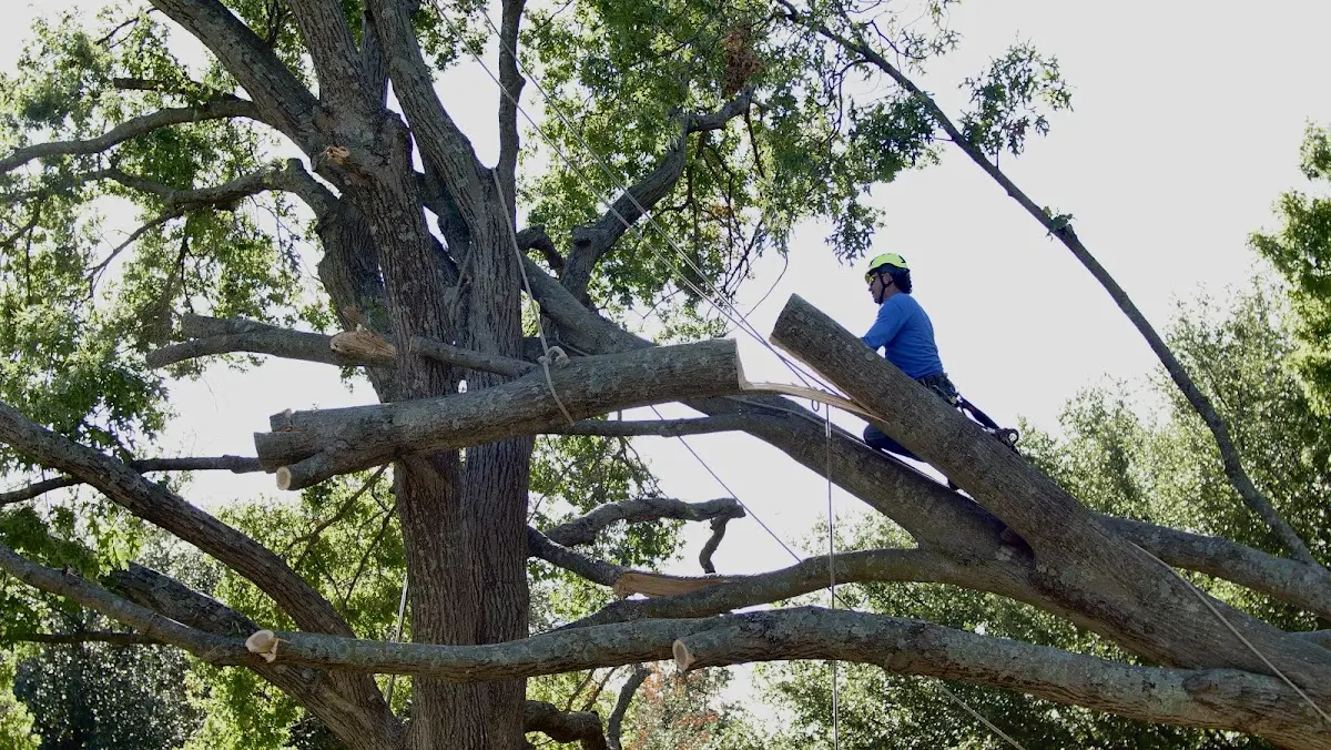 Professional Crown Thinning performed by certified arborists in Thatcher